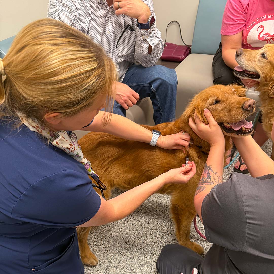 Golden Retriever Getting a Vaccine