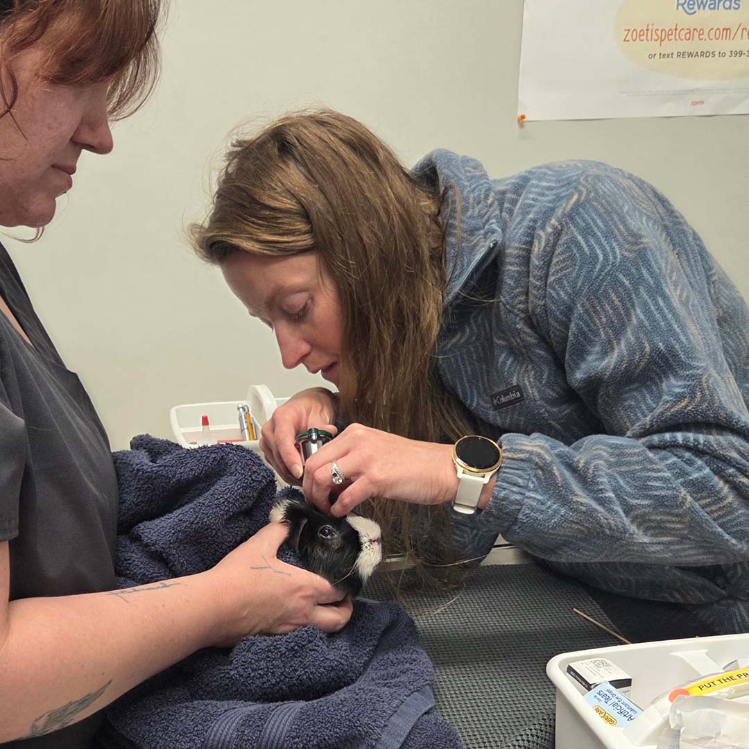 veterinarian examining a guinea pig's ear