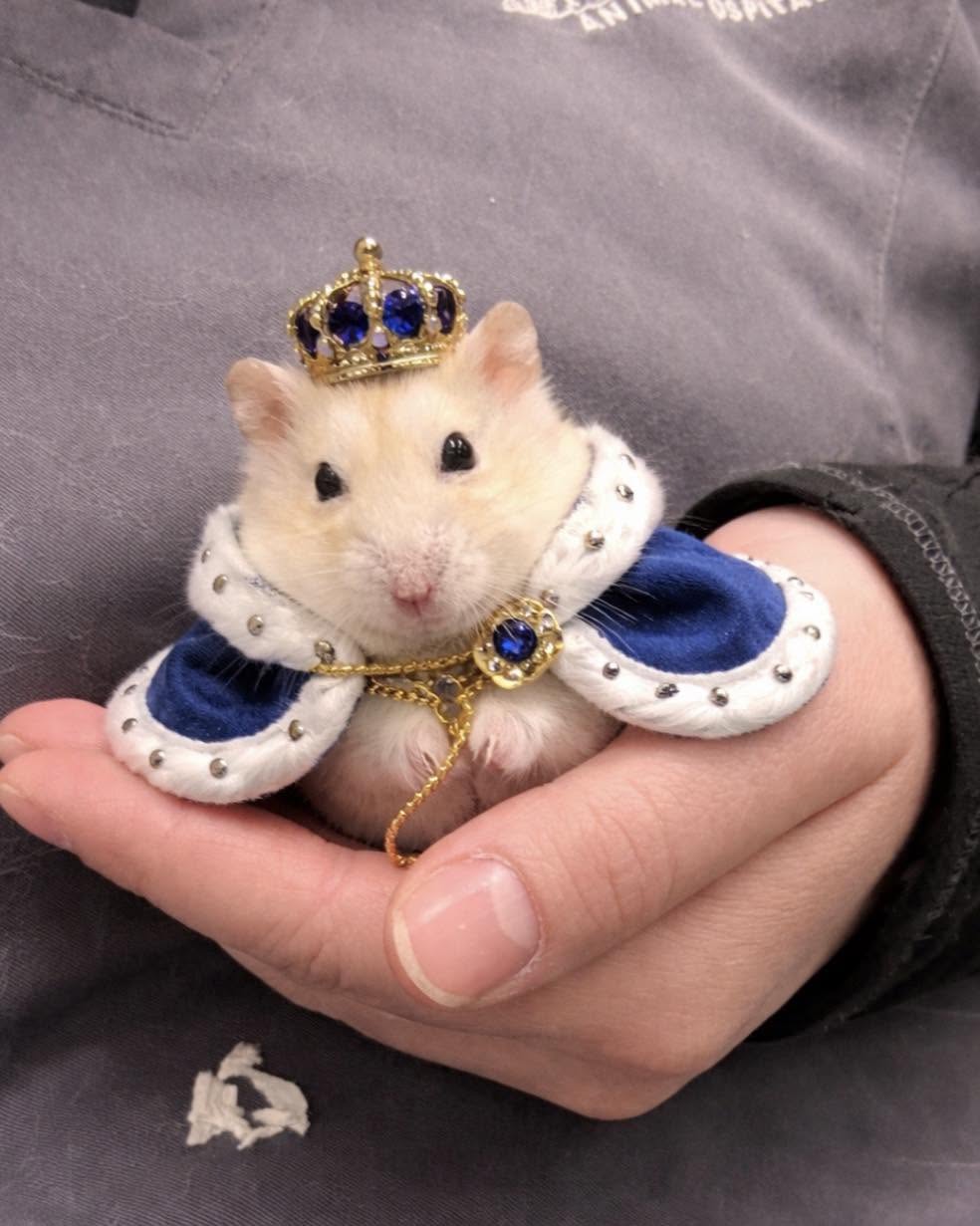 King Mouse