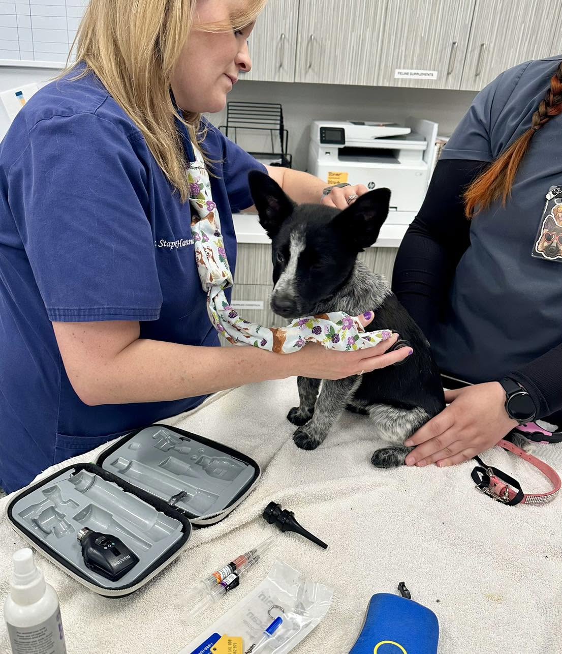 Pet Vet Urgent